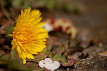 cut dandelion on the litter © Tomasz
