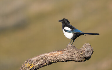 The colors of eurasian magpie on the trunk