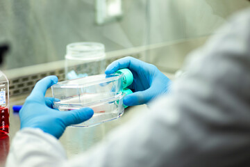 cell culture at the medicine  medical and cell culture laboratory
