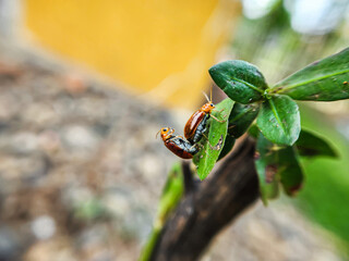 (Aulacophora femoralis). mating beetles