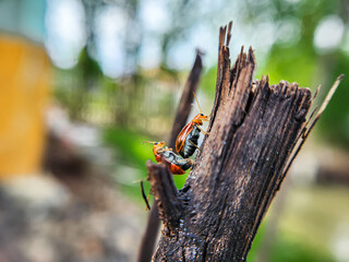 Aulacophora femoralis mating beetles