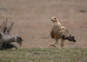 the majestic spanish imperial eagle	