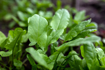 Sorrel Rumex on the bed. Vegetarian food, nutrients. Selective focus