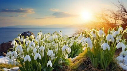A field of snowdrops with the sun in the background