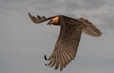 bearded vulture in flight over the pyrenees mountains	