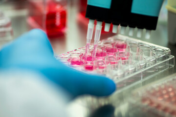 cell culture at the medicine  medical and cell culture laboratory