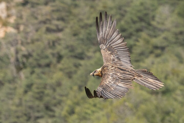bearded vulture in flight over the pyrenees mountains	