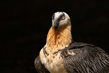 bearded vulture portrait	