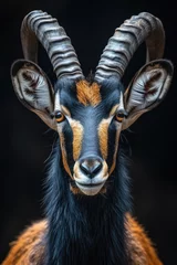 Foto op Canvas Giant sable antelope © Fatih