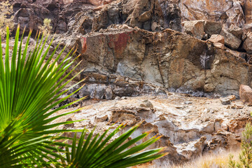 A beautiful view of a green palm leaf in the foreground and a rocky surface in brown tones in the background. Spain.