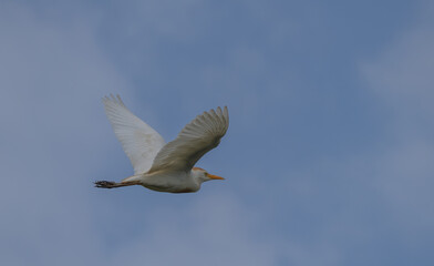 Cattle Egret in flight over the ebro delta	