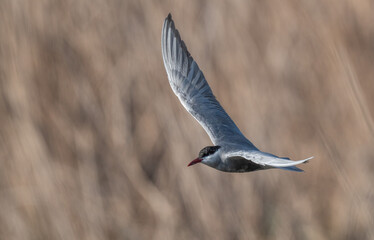 whiskered tern in flight over lagoon	