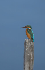Obraz premium the kingfisher on the branch ready to fish 