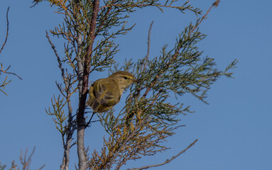common chiffchaff on the branch	