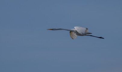 great egret in flight over the ebro river marshes	