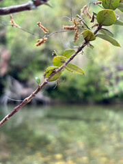 Spider in branch