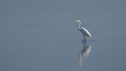 Great Egret alone in the lagoon