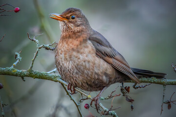 Fototapeta premium Amsel im Beerenstrauch