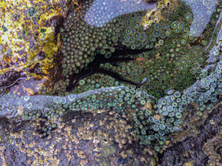 Black Spiny Brittle Star (species Ophiocoma aethiops)