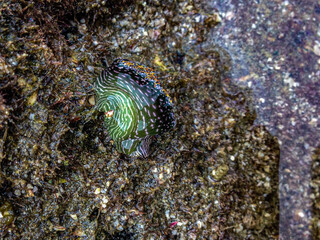 Sea slug (Elysia diomedea)