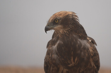 The marsh harrier in the fog portrait	