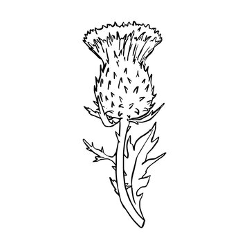 recommend clip art: Vector black line contour illustration thistle plant drawn by hand. Sketch style illustration wildflowers for the design. Line hand drawing wildlife clip art for print, fabric