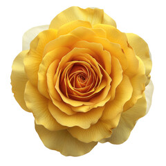 An isolated yellow rose with a transparent background, ideal for romantic occasions such as Valentine's Day.