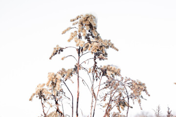 Rośliny zimą, rośliny w śniegu - obrazy, fototapety, plakaty