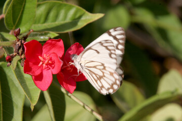 un papillon en pleine nutritionj © helenedevun