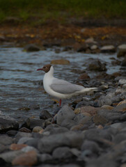 Gaviota