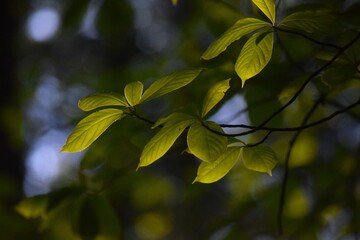 green leaves in the forest