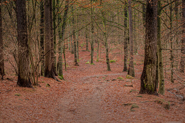 Autumn forest floor covered in brown leaves..