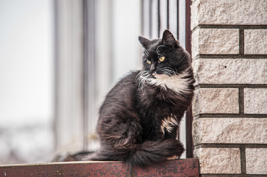 A black and white furry cat sitting on a railing by a brick wall..