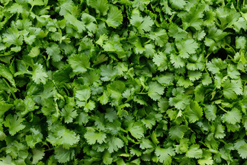 Obraz premium Coriander leaves in vegetables garden for health, food and agriculture concept design. Organic coriander leaves background.
