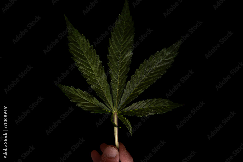 Wall mural Dark green leaf of marijuana flower Critical hog variety with hand