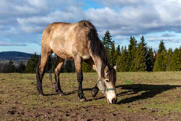 Horse grazes in the pasture