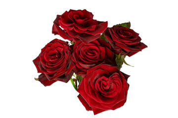 A bouquet of beautiful red roses isolated on a white background.