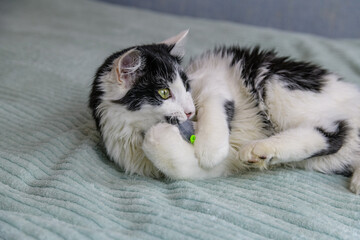 Little black and white kitten playing on a bed