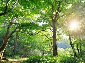 Fototapeta na wymiar Sunny forest/outdoor background