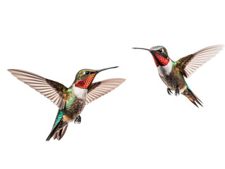 a couple of hummingbirds flying - obrazy, fototapety, plakaty