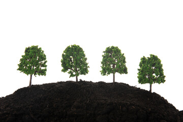 miniature trees in black earth