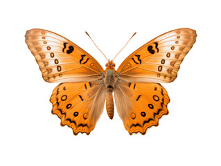 a close up of a butterfly - obrazy, fototapety, plakaty