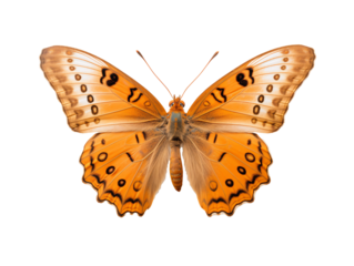 a close up of a butterfly