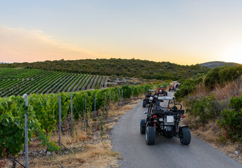 Row of buggy vehicles on road during a tour through the vineyards of Korcula Island in Croatia