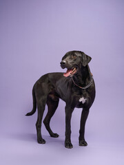 A scruffy black dog with an attentive gaze poses against a soft purple background, its fur texture highlighted. 