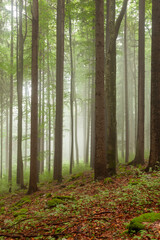 Beautiful foggy mixed broadleaf and conifer forest with big trees. Vertical shot.