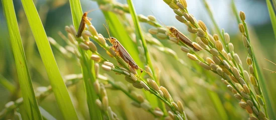 Foto op Canvas Invasion of brown planthoppers on rice. © AkuAku