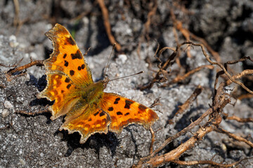 Orange comma butterfly on grey sand