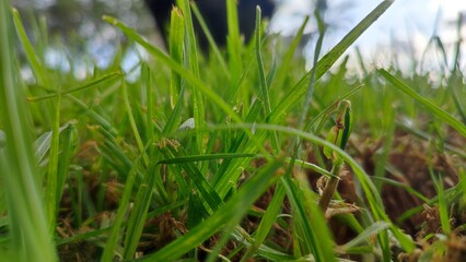 green grass in the wind