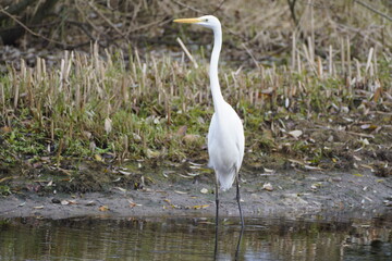 white egret posing 